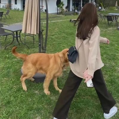 小猪扑满的愿望